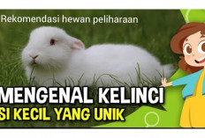 Rekomendasi Hewan Peliharaan yang Lucu dan Menggemaskan Namun Ramah Lingkungan, Kelinci Solusinya...