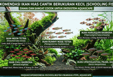10 Ikan Hias Kecil yang Cantik dan Damai untuk Aquascape, Cocok Dipelihara Bergerombol