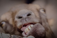 Wajib Tau! Macam-Macam Penyakit Infeksi yang Menyerang Kambing Ternak, No 5 Paling Berbahaya Bisa Bikin Mati