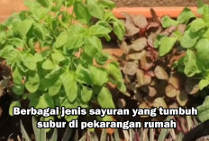 Wow 13 Tanaman Ini Hasilkan Cuan Dengan Cepat loh! Pilihan Terbaik Usaha Rumahan