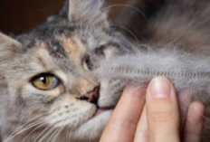 Ternyata Ini 6 Makanan yang Dapat Menyuburkan dan Mengatasi Bulu Kucing Rontok, Apa Aja?