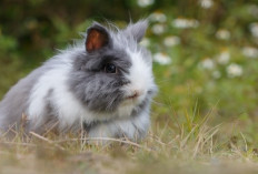 Info Rabbit, 6 Risiko Memelihara Kelinci yang Harus Dicegah Sebelum Terlambat bagi Pemula, Bisa Bikin Mati!