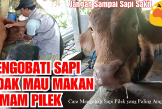 Info Ternak, Cara Mengobati Sapi Pilek yang Paling Ampuh, Buktikan Sendiri!