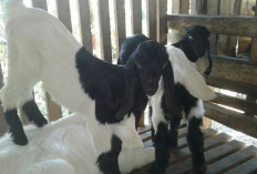 Musim Hujan, Begini Cara Antisipasi Anak Kambing Agar Terhindar dari Sakit, Info Ternak Bagi Peternak Pemula!