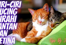 7 Cara Mengetahui Bahwa Kucing Peliharaan Sedang Dalam Masa Birahi atau Musim Kawin, Apa Aja?