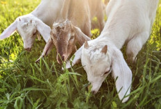 Wajib Tau! Penyebab Anak Kambing Mati dalam Kandungan dan Saat Dilahirkan, Cek Disini