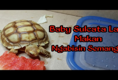 Info Ternak, 3 Manfaat Buah Semangka Sebagai Pakan Kura-Kura Sulcata