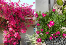 3 Rekomendasi Tanaman Hias Outdoor Berdaun Cantik dan Berbunga Indah, Mudah Dirawat di Halaman Rumah! 