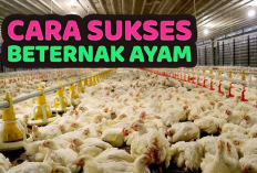 Kamu Harus Tau! 6 Tips Sukses Dalam Usaha Ayam Broiler untuk Pemula yang Baru Mulai Berbisnis, Apa Aja?