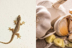 5 Cara Ampuh Mengusir Cicak dari Rumah, Praktis dan Bisa Kamu Coba Sendiri!