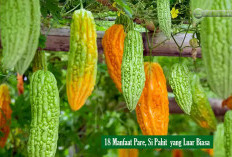 18 Manfaat Pare, Si Pahit yang Luar Biasa dan Bahaya yang Perlu Diwaspadai,No 14 Khusus Bapak