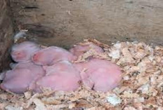 Wajib Tau! Tips Merawat Bayi Kelinci yang Baru Lahir Agar Tetap Sehat Sampai Dewasa bagi Pemula, Cek Disini