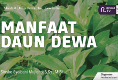 Jarang di Ketahui, Ini 7 Manfaat Daun Dewa Bagi Kesehatan, Salah Satunya Menyembuhkan Hipertensi