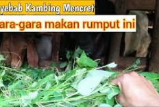 Peternak Waspada! 4 Bahaya Rumput Bayeman Sebagai Pakan Kambing, No 2 Ngeri Banget, Kenapa?