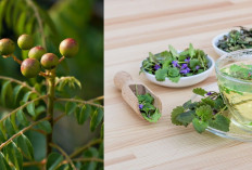 Coba Tanam di Rumah, Ini 10 Tanaman yang Bermanfaat Bagi Kesehatan, Bisa Jadi Obat Herbal Keluarga!