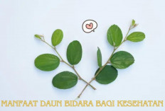 6 Manfaat Daun Bidara untuk Kesehatan yang Wajib Kamu Ketahui! Begini Cara Penggunaannya..