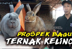 Bisa Jadi Prospek yang Menguntungkan, Dari Hewan Peliharaan Kini Buka Usaha Ternak Kelinci Rex