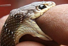 Pertolongan Darurat untuk Gigitan Ular Berbisa Menggunakan Garam, Begini yang Benar?