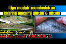 Kamu Harus Tau Nih! 6 Tips Membedakan Antara Channa Jantan dan Betina, Begini Caranya
