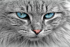 7 Jenis Kucing Langka Hasil Kawin Silang yang Memiliki Bentuk Tubuh Unik, Apa Aja?