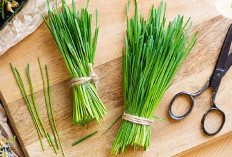 Gak Asal Makan! Ternyata ini 5 Manfaat Mengkonsumsi Rumput Bagi Kesehatan Kucing