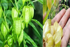 6 Manfaat Buah Ciplukan, Dulu Cuma Dianggap Tanaman Liar, Kini Harganya Selangit