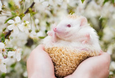 8 Jenis Landak Mini yang Dapat Diadopsi Berdasarkan Keunikan Warnanya, Apa Aja?