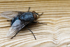 5 Cara Ampuh Mengusir Lalat di Rumah, Nggak Ribet dan Bisa Dicoba Sekarang!