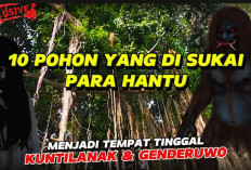 Konon Jadi Sarang Hantu, Inilah 10 Pohon Angker Jadi Tempat Makhluk Halus di Indonesia, Berani Lewat?
