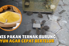 Rekomendasi Pakan Optimal untuk Burung Puyuh Menjamin Pertumbuhan dan Produksi Berkualitas, Apa Aja?