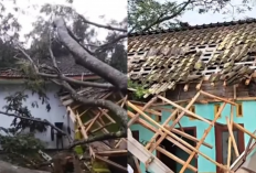 Langit Ngamuk! Puting Beliung Hancurkan 4 Desa di Lumajang, 1 Warga Tewas Tertimpa Pohon