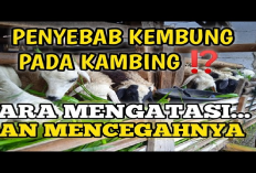 Wajib Tau! 4 Faktor Penyebab Kembung Pada Kambing dan 5 Cara Pencegahan, Gini Solusinya