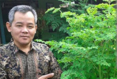 Wow, Konsumsi Sayur Kelor Setara 17 Mangkok Susu, Berikut Cara Masak yang Benar!  