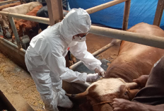 Ngeri! Virus Flu Burung Kembali, Terdeteksi Pada Daging Sapi di Amerika Serikat, Amankah untuk Dikonsumsi?