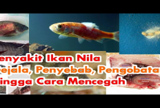 5 Penyakit Umum Pada Budidaya Ikan Nila dan Cara Pencegahannya, No 5 Bahaya Banget Lho