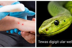 Ngeri! Seorang Balita di Sukabumi Tewas Akibat Digigit Ular Weling