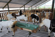 Cara Ternak Kambing di Tengah Kota, Tanpa Lahan Tetap Bisa Menjalankan Usaha Peternakan, Cek Disini!
