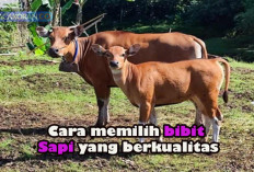 Ingin Ternak Sapi: Perhatikan 8 Hal Penting Berikut Ini