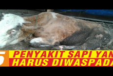 5 Penyakit Pada Sapi yang Perlu Diwaspadai dan Tindakan Pencegahan Penting Bagi Peternak, Apa Aja?