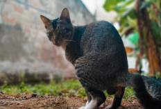 4 Langkah Untuk Melatih Kucing Buang Air di Kotak Pasir, Apa Aja?
