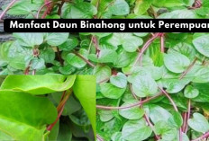 Jangan Lewatkan! 5 Manfaat Daun Binahong untuk Perempuan yang Belum Diketahui, Apa Saja?