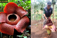 Heboh! Bunga Bangkai Dikira Bunga Rafflesia, Ini Perbedaannya yang Kalian Harus Tahu, Jangan Salah Lagi Ya