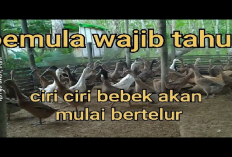 6 Cara Mengetahui Usai Bebek yang Siap Bertelur Agar Bisa Mengoptimalkan Produksi Telur, No 1 Penting Banget