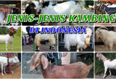 Kamu Mau Buka Usaha Peternakan? Ini Dia 8 Jenis Kambing yang Direkomendasikan untuk Ternak, Apa AJa?