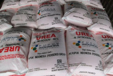 Kementan Beri Bantuan Pupuk dan Bibit Kopi Untuk Kabupaten Ini, Salah Satu Lumbung Kopi Sumsel