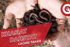 Kamu Harus Tau Nih! 5 Manfaat Kandungan yang Terdapat Pada Olahan Cacing Tanah, Apa Aja?