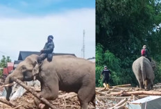 BKSDA Kerahkan 4 Gajah Jinak Bantu Bersihkan Puing Pascabanjir di Pidie Jaya