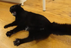 Bikin Panik! Ternyata ini 3 Cara Untuk Mengatasi Kucing yang Sedang Mengalami Epilepsi, Ini Penjelasannya...