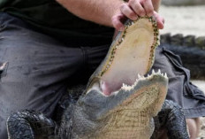 Gaji Fantastis! Lowongan Jadi Pawang Buaya, Apakah Anda Berminat? simak Pendaftarannya.. 