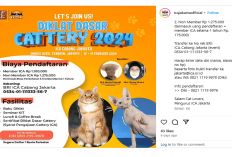 Buruan Daftar! Bagi Kamu Pecinta Kucing ICA Mengadakan Acara Diklat Dasar Cattery, Berikut Penjelasannya...